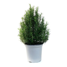 Load image into Gallery viewer, Rosemary, 6in, Tree
