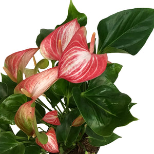 Anthurium, 6in, Candy Cane