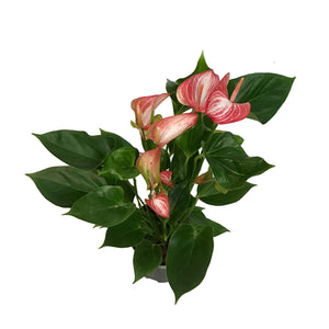 Anthurium, 6in, Candy Cane