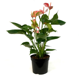 Anthurium, 6in, Candy Cane