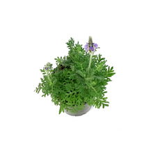 Load image into Gallery viewer, Lavender, 4in, Spanish Eyes
