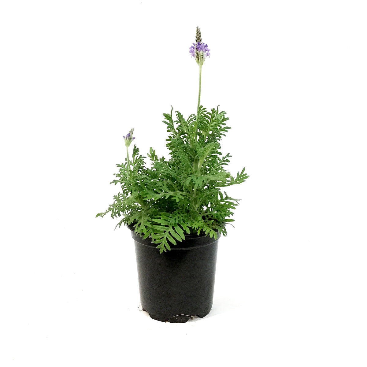 Lavender, 4in, Spanish Eyes