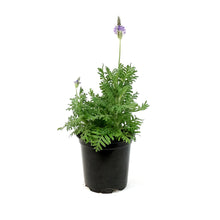 Load image into Gallery viewer, Lavender, 4in, Spanish Eyes
