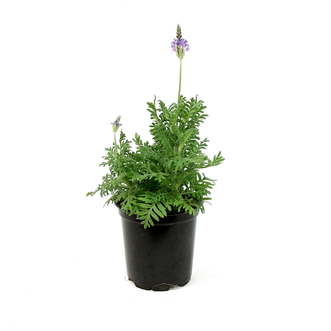 Lavender, 4in, Spanish Eyes
