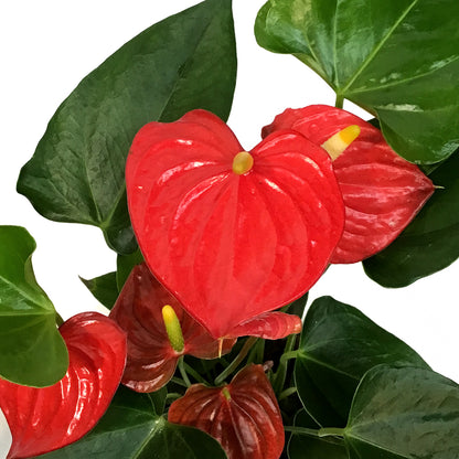 Anthurium, 4in, In Ceramic