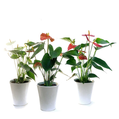 Anthurium, 4in, In Ceramic