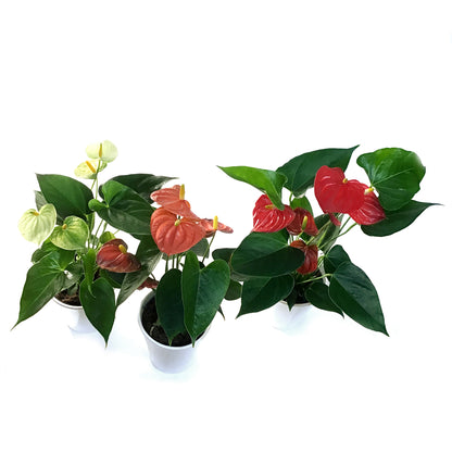 Anthurium, 4in, In Ceramic