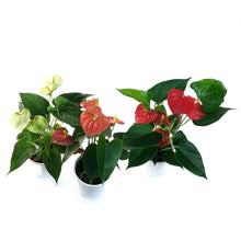 Load image into Gallery viewer, Anthurium, 4in, In Ceramic
