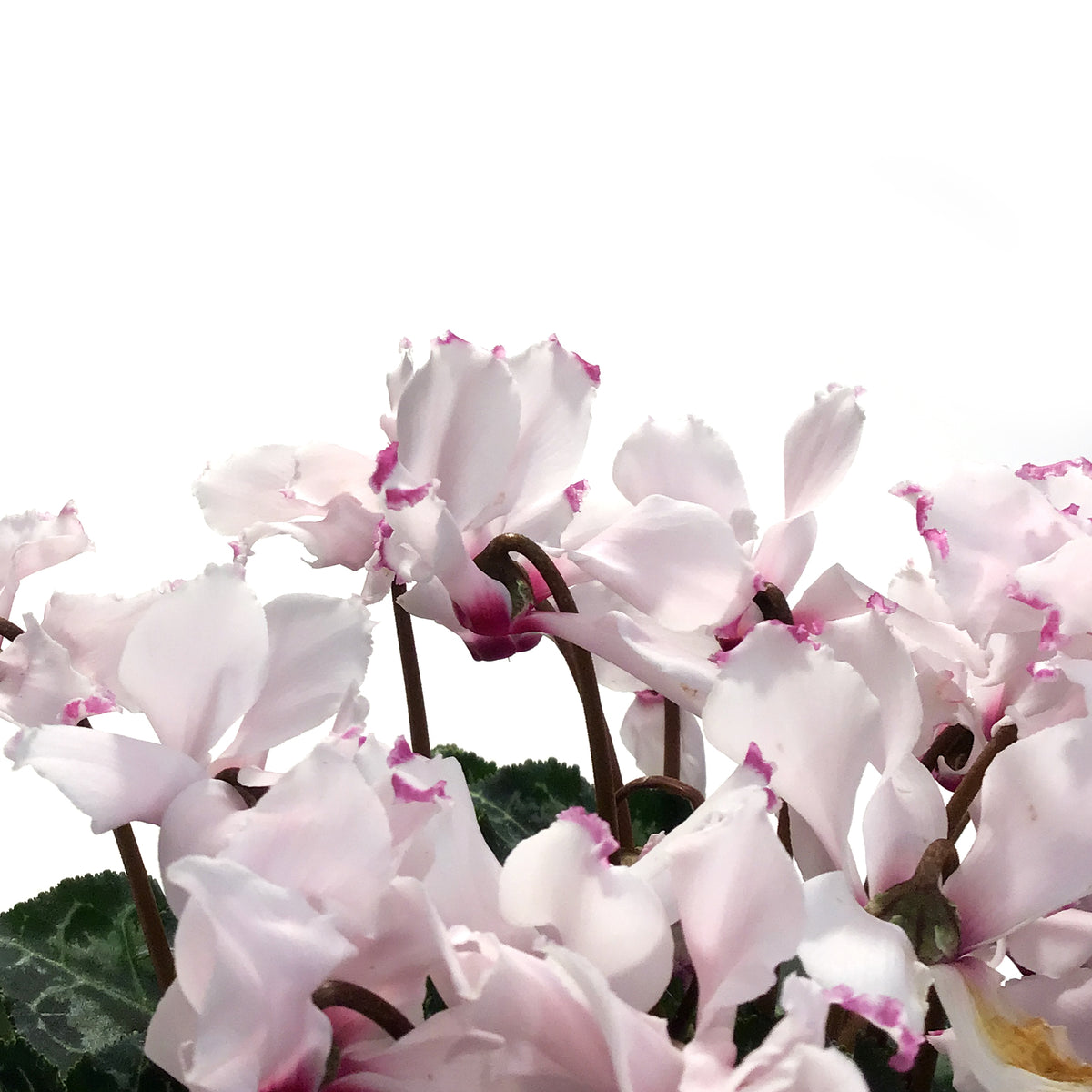 Cyclamen, 4.5in, Victoria