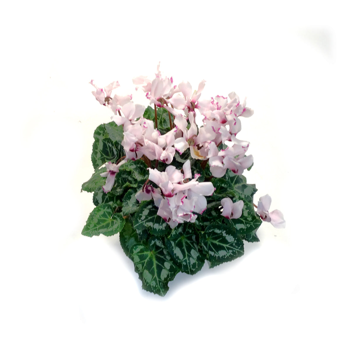 Cyclamen, 4.5in, Victoria