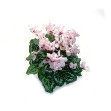 Load image into Gallery viewer, Cyclamen, 4.5in, Victoria
