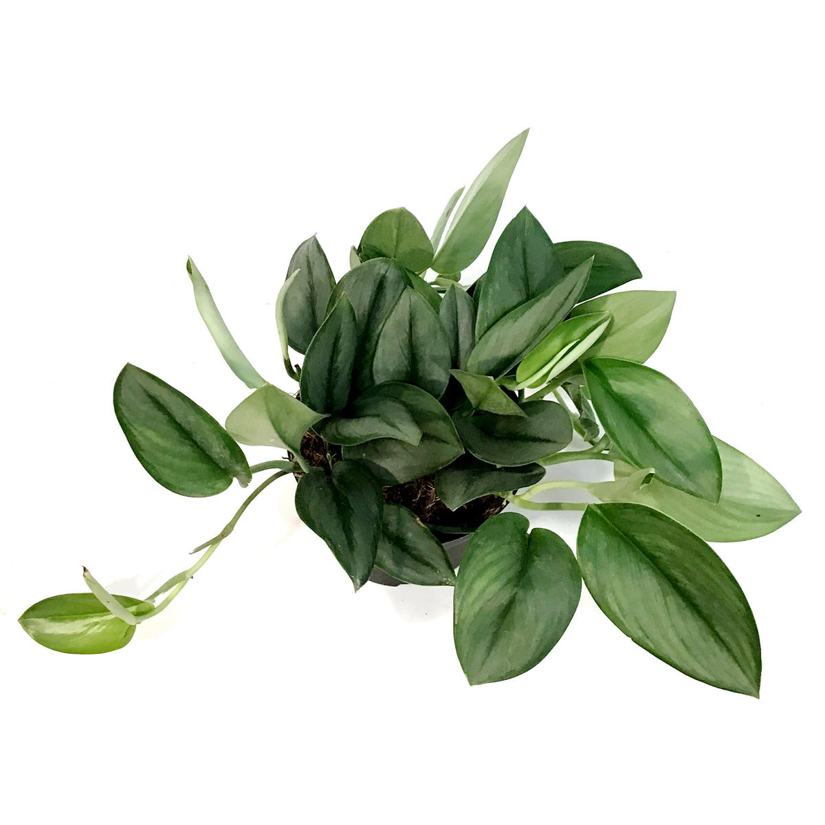 Scindapsus, 6in, Treubii Midnight