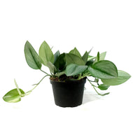 Scindapsus, 6in, Treubii Midnight