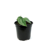Scindapsus, 4in, Silver Hero