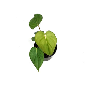 Philodendron, 4in, McDowell