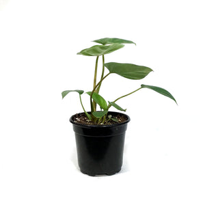 Philodendron, 4in, Plowmanii Silver