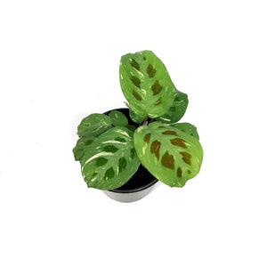 Maranta, 4in, Varigated