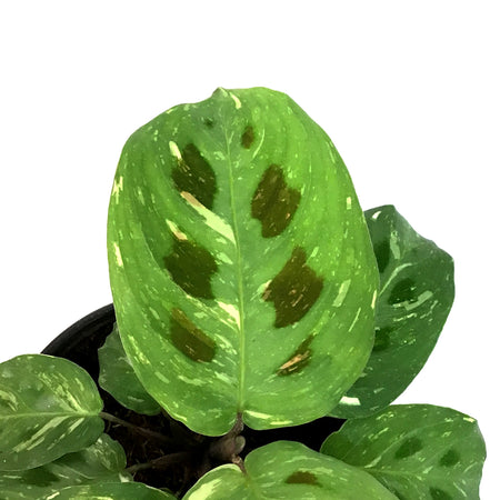 Maranta, 4in, Varigated