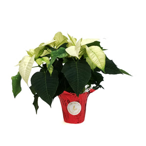 Poinsettia, 4in, White