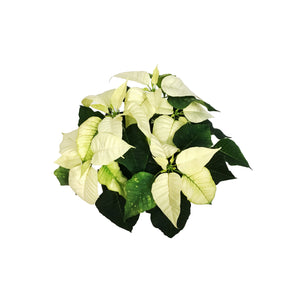 Poinsettia, 4in, White