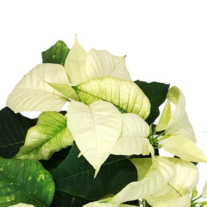 Poinsettia, 4in, White