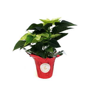 Poinsettia, 4in, Lemon Glow