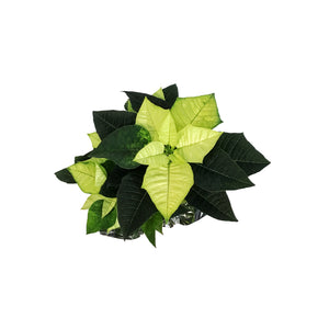 Poinsettia, 4in, Lemon Glow