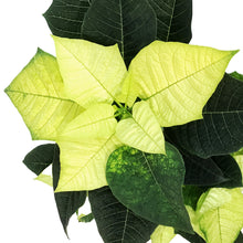 Load image into Gallery viewer, Poinsettia, 4in, Lemon Glow
