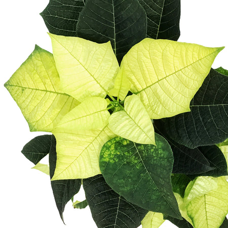 Poinsettia, 4in, Lemon Glow