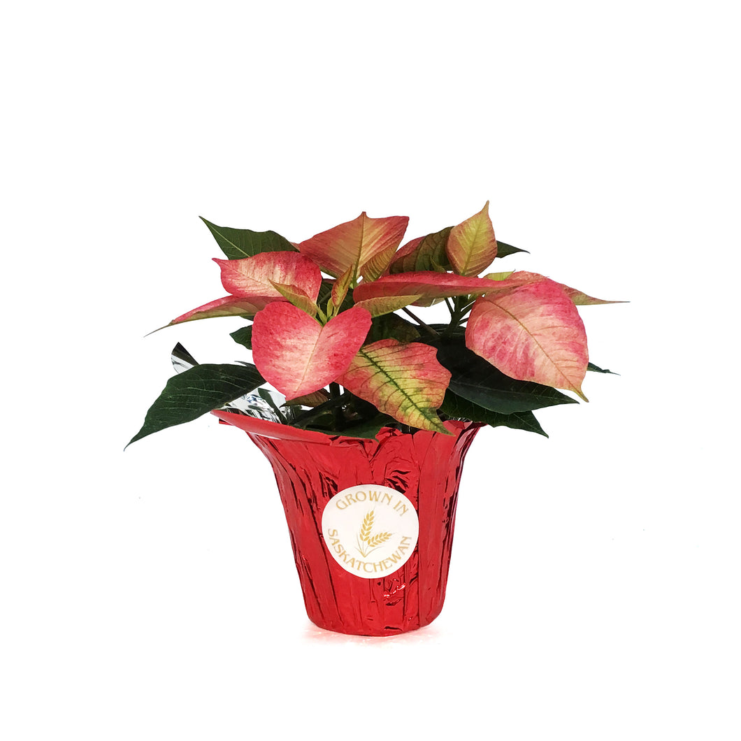 Poinsettia, 4in, Ice Crystal