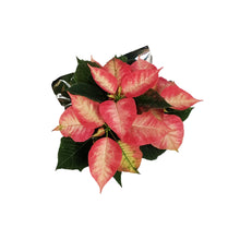 Load image into Gallery viewer, Poinsettia, 4in, Ice Crystal
