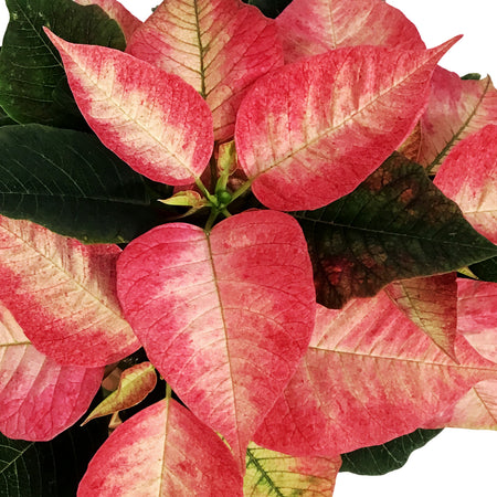 Poinsettia, 4in, Ice Crystal