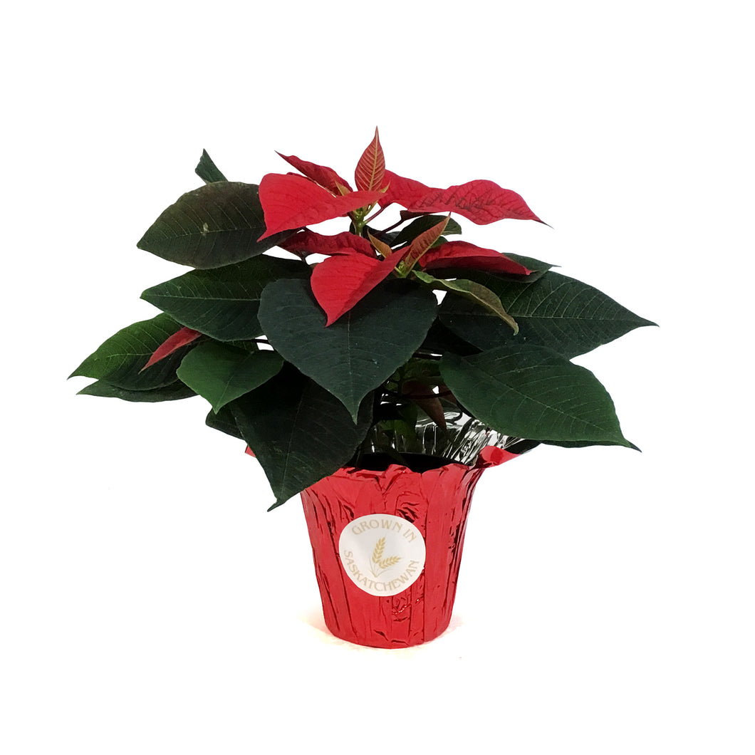 Poinsettia, 4in, Red