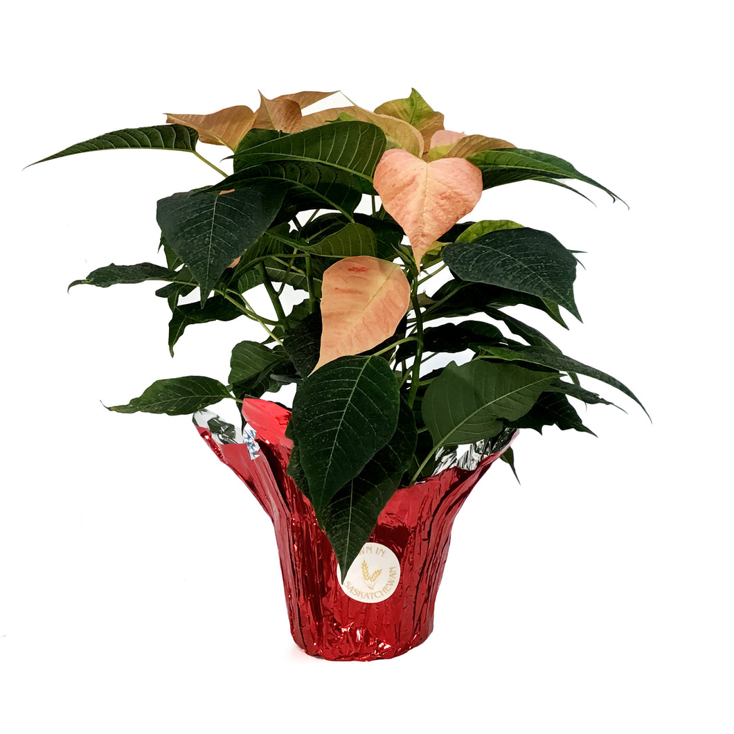 Poinsettia, 6in, Candy Cinnamon