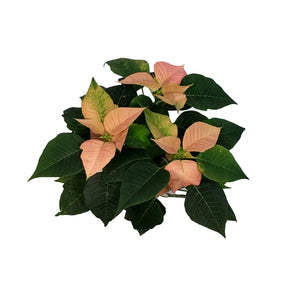 Poinsettia, 6in, Candy Cinnamon