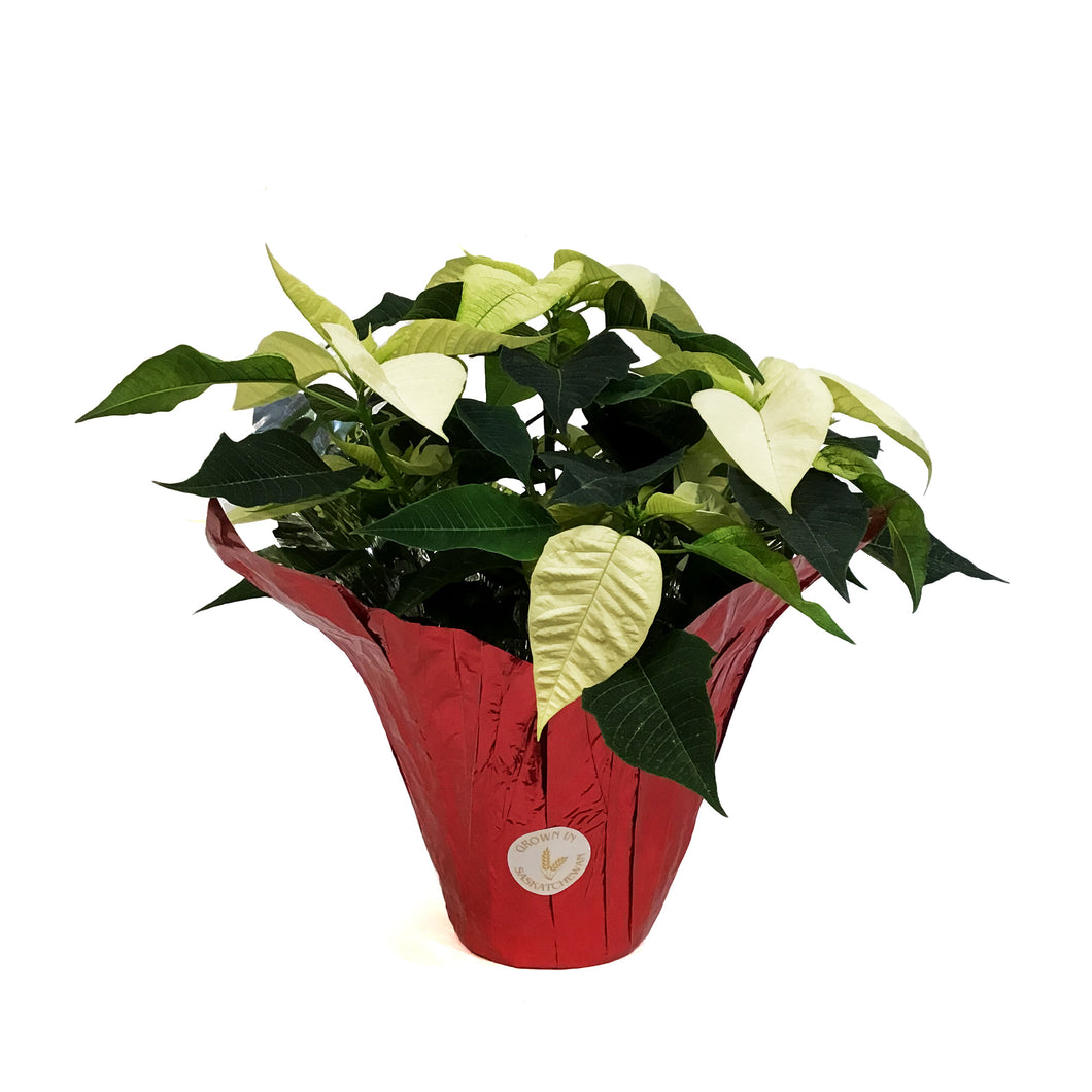 Poinsettia, 6in, White