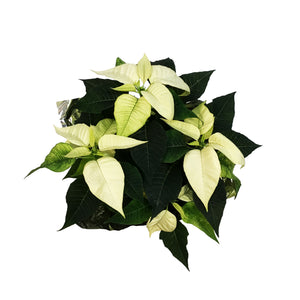 Poinsettia, 6in, White