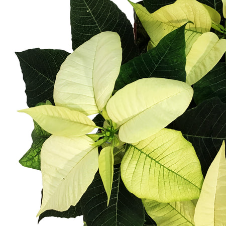 Poinsettia, 6in, White