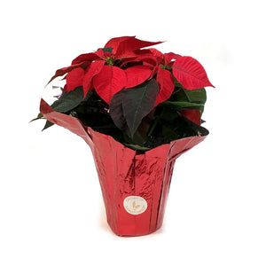 Poinsettia, 6in, Red