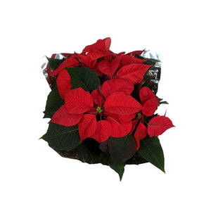 Poinsettia, 6in, Red