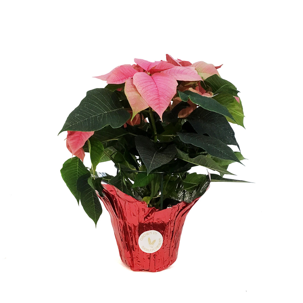 Poinsettia, 6in, Pink