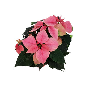 Poinsettia, 6in, Pink