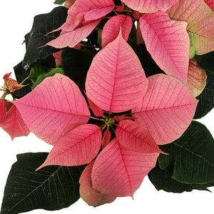 Poinsettia, 6in, Pink