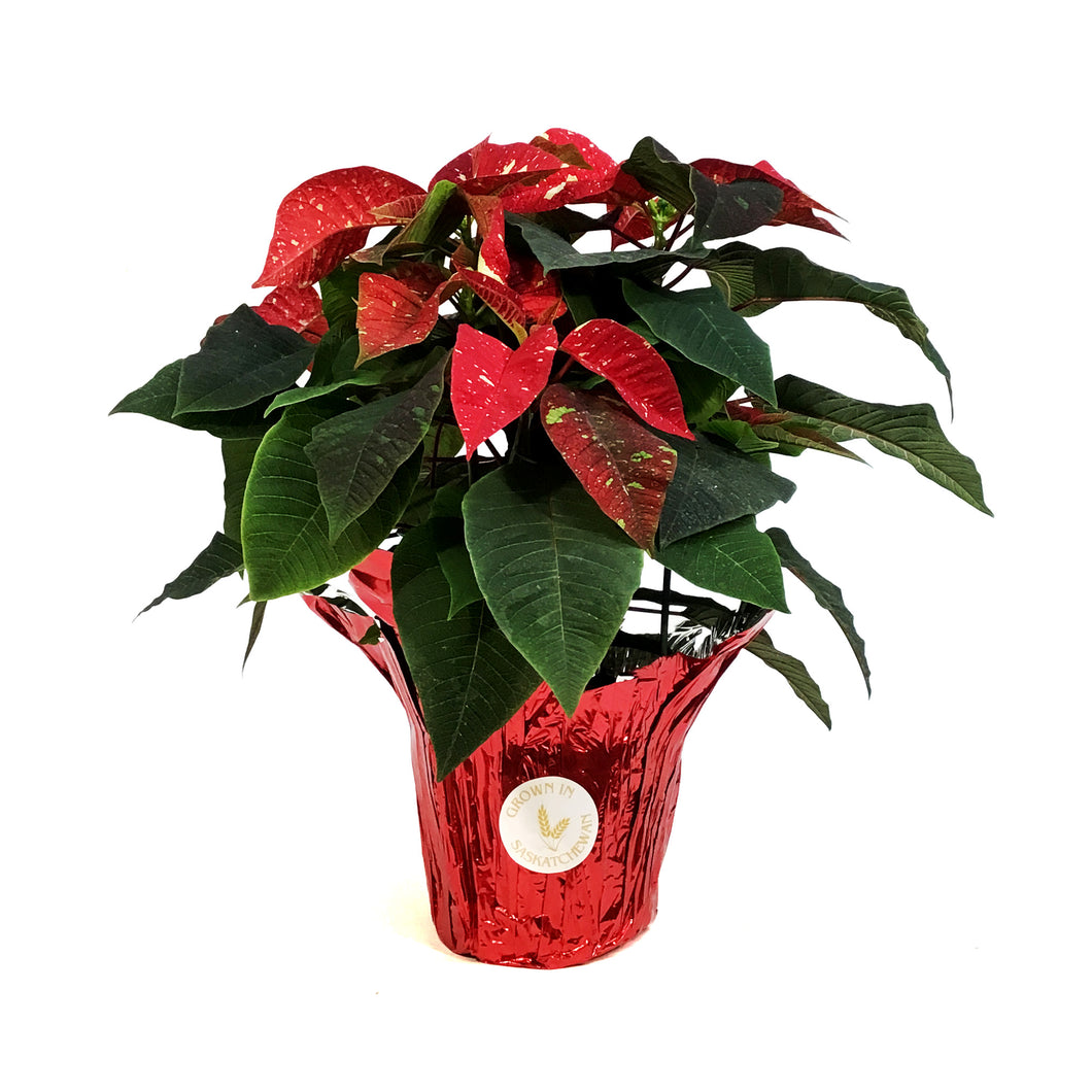 Poinsettia, 6in, Glitter