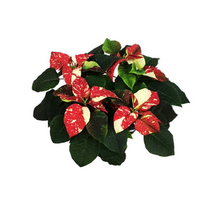 Poinsettia, 6in, Glitter