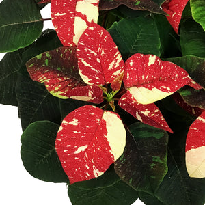 Poinsettia, 6in, Glitter