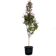 Load image into Gallery viewer, Crabapple, 10 gal, Flowering, Royal Mist®
