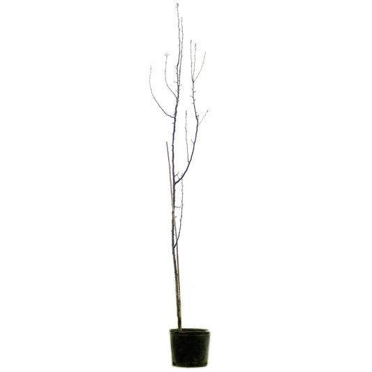 Pear, 7 gal, Ure