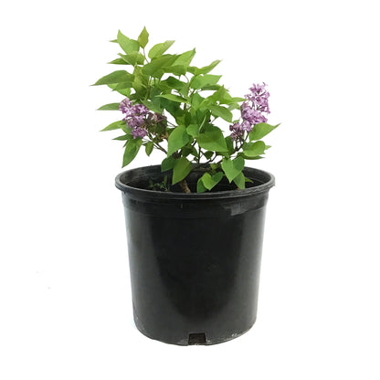 French Lilac, 2 gal, Prairie Petite