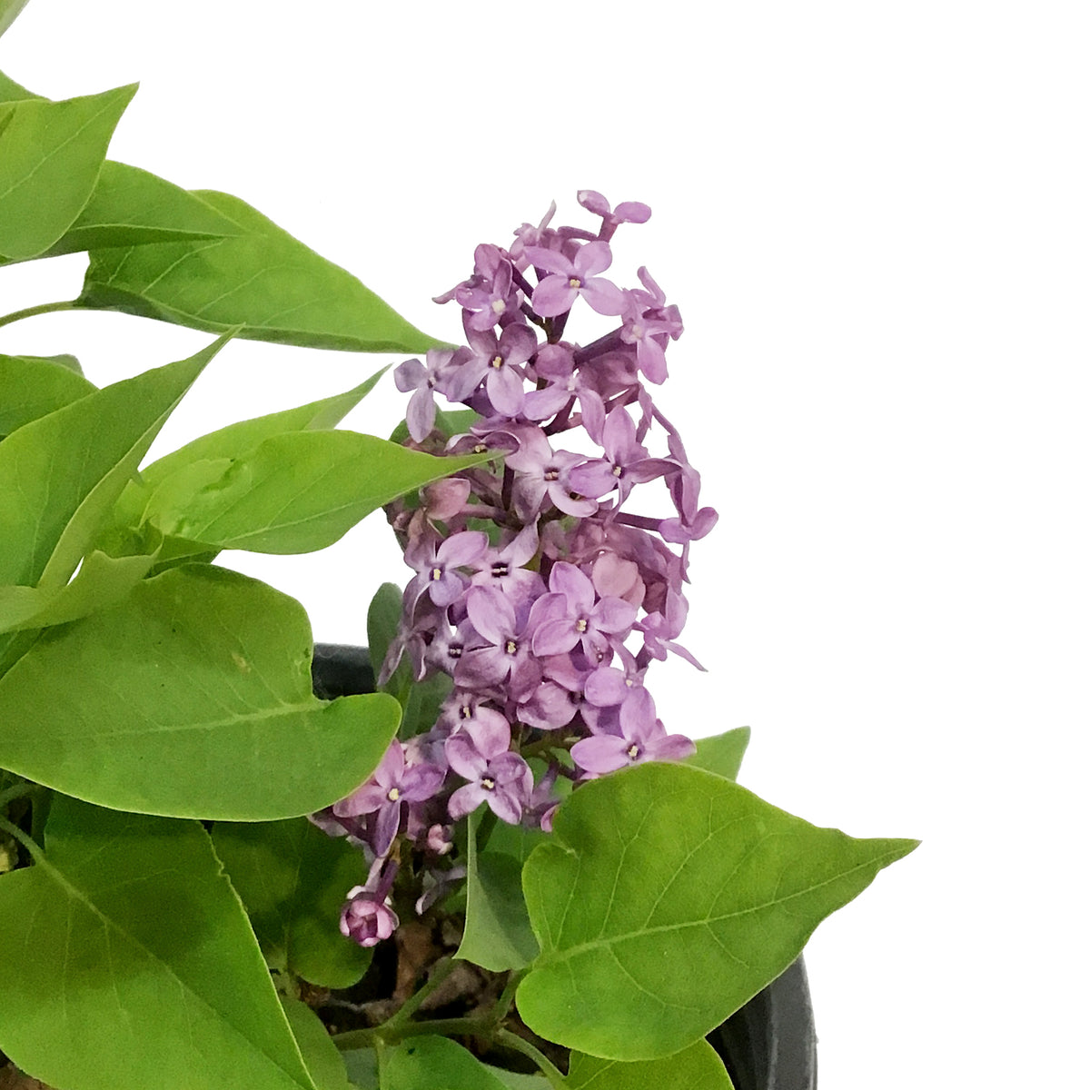 French Lilac, 2 gal, Prairie Petite